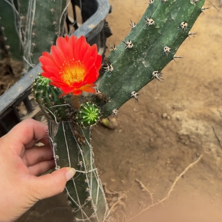 嫁接丽花掰花发货脱土429