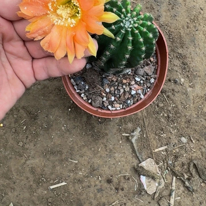彩草斑脱盆脱土掰花发货掉侧牙无售后297