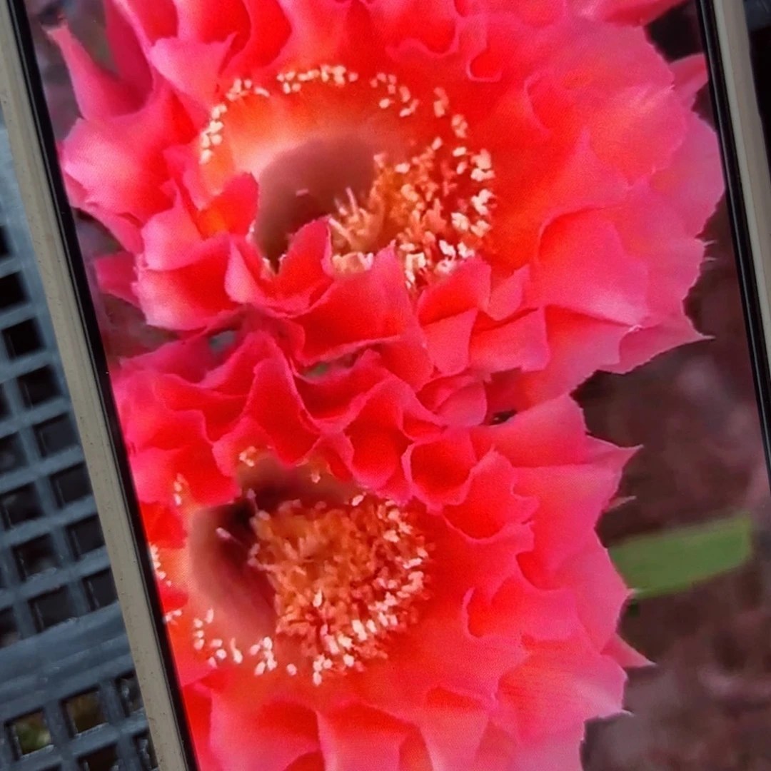 下83彩草戴斯歪侧芽4公分左右20包邮