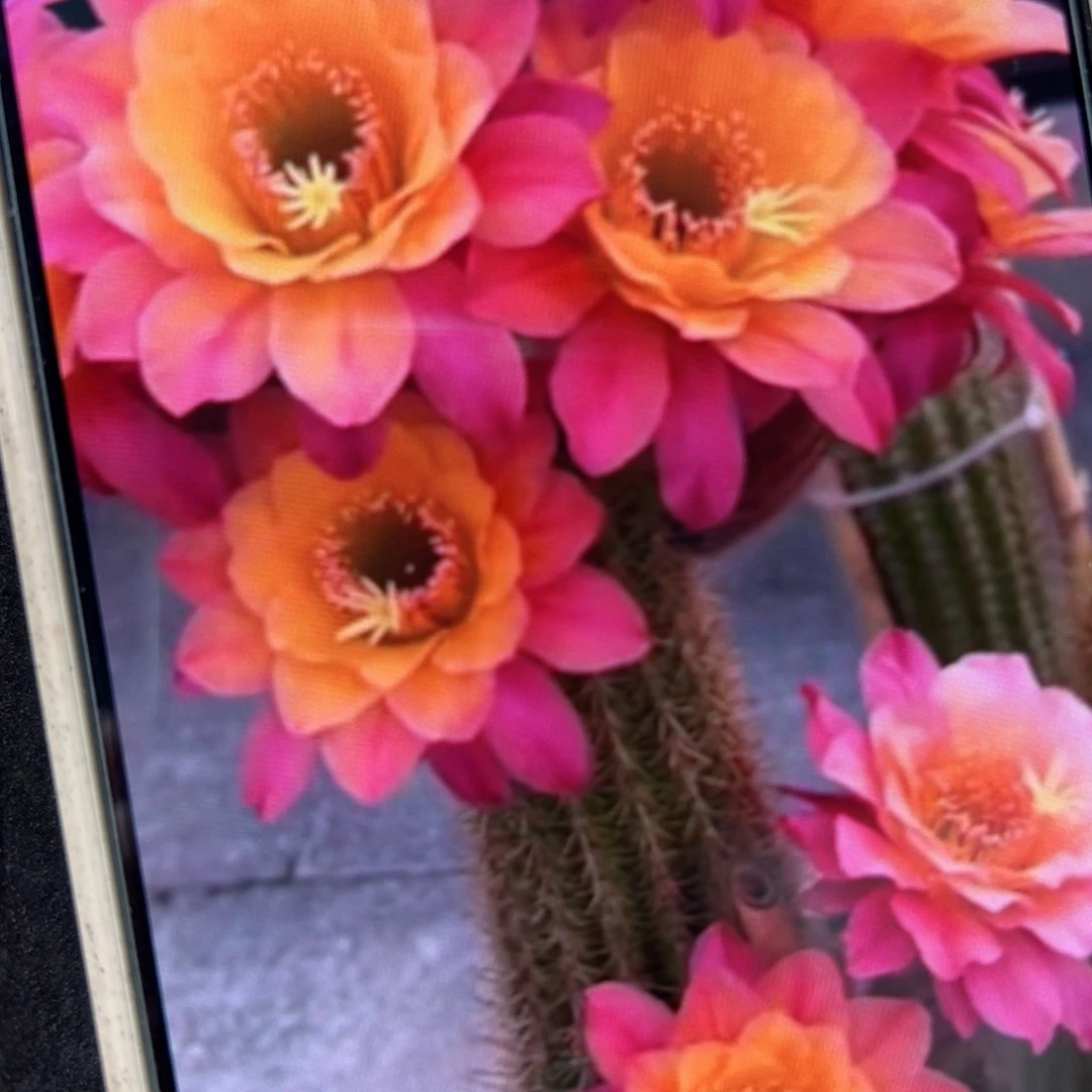 下3金妞时光侧芽5公分左右20包邮