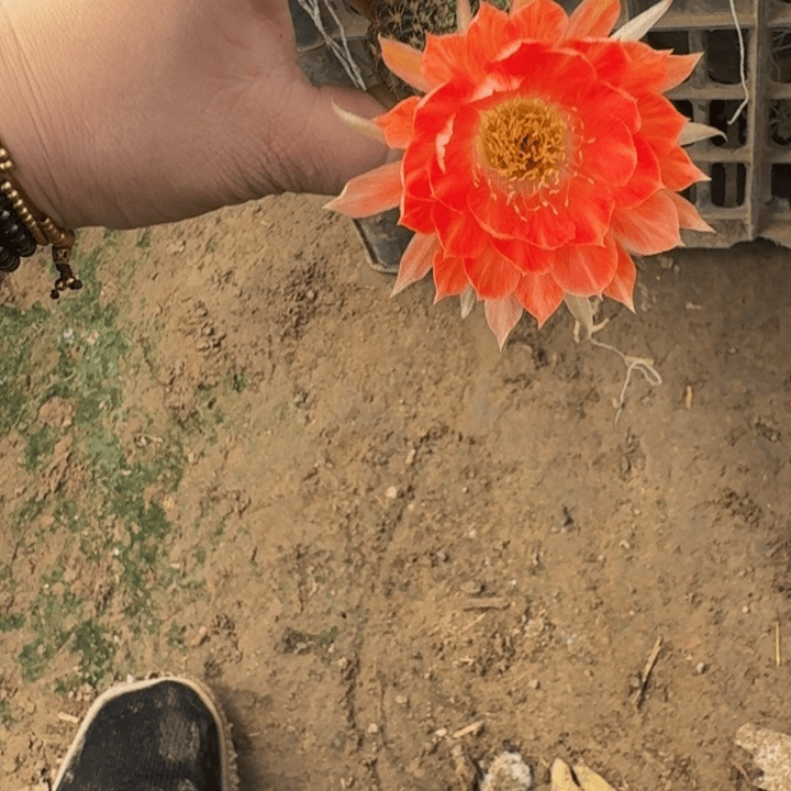丽花脱盆脱土掰花发货软小292