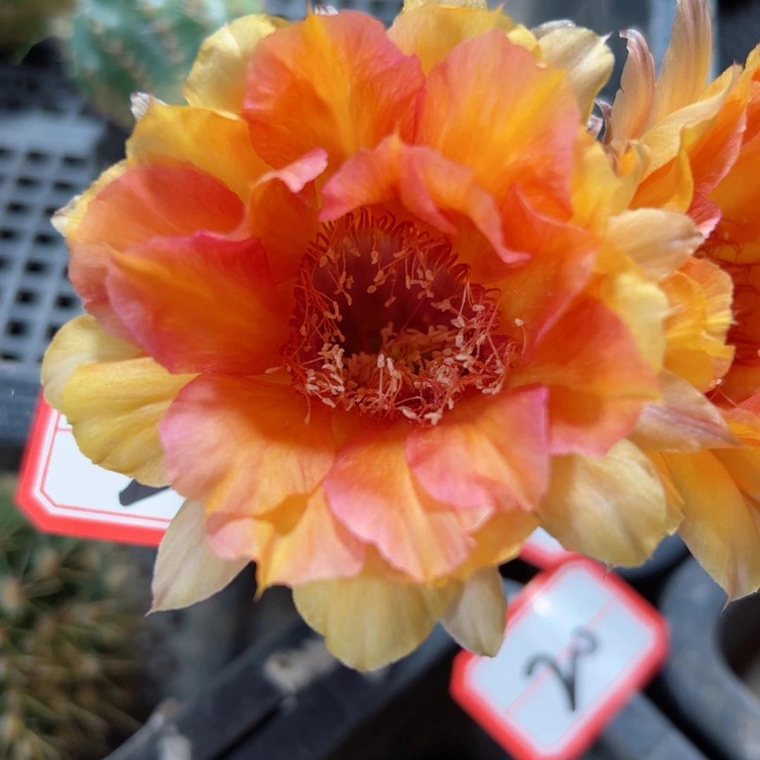 下26彩草彩虹歪侧芽4公分左右20包邮