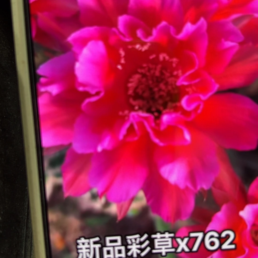 下48彩草x762歪侧芽4公分左右20包邮