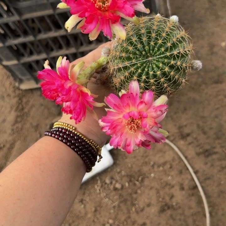 嫁接丽花脱土掰花发货330