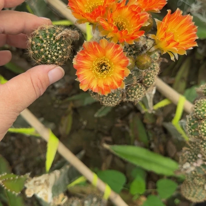 251丽花53歪无根侧牙3公分左右