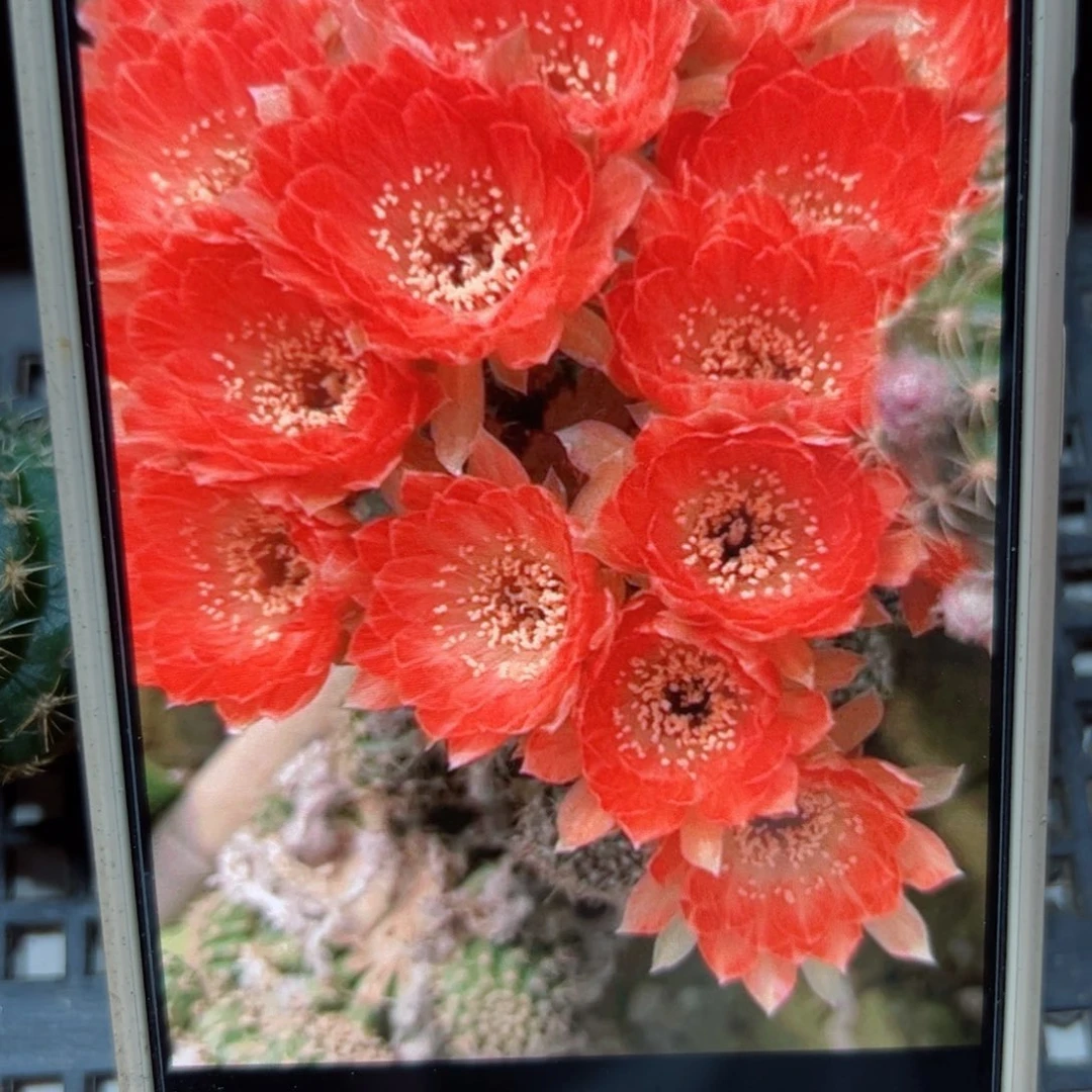 下38丽花29歪侧芽3公分左右20包邮
