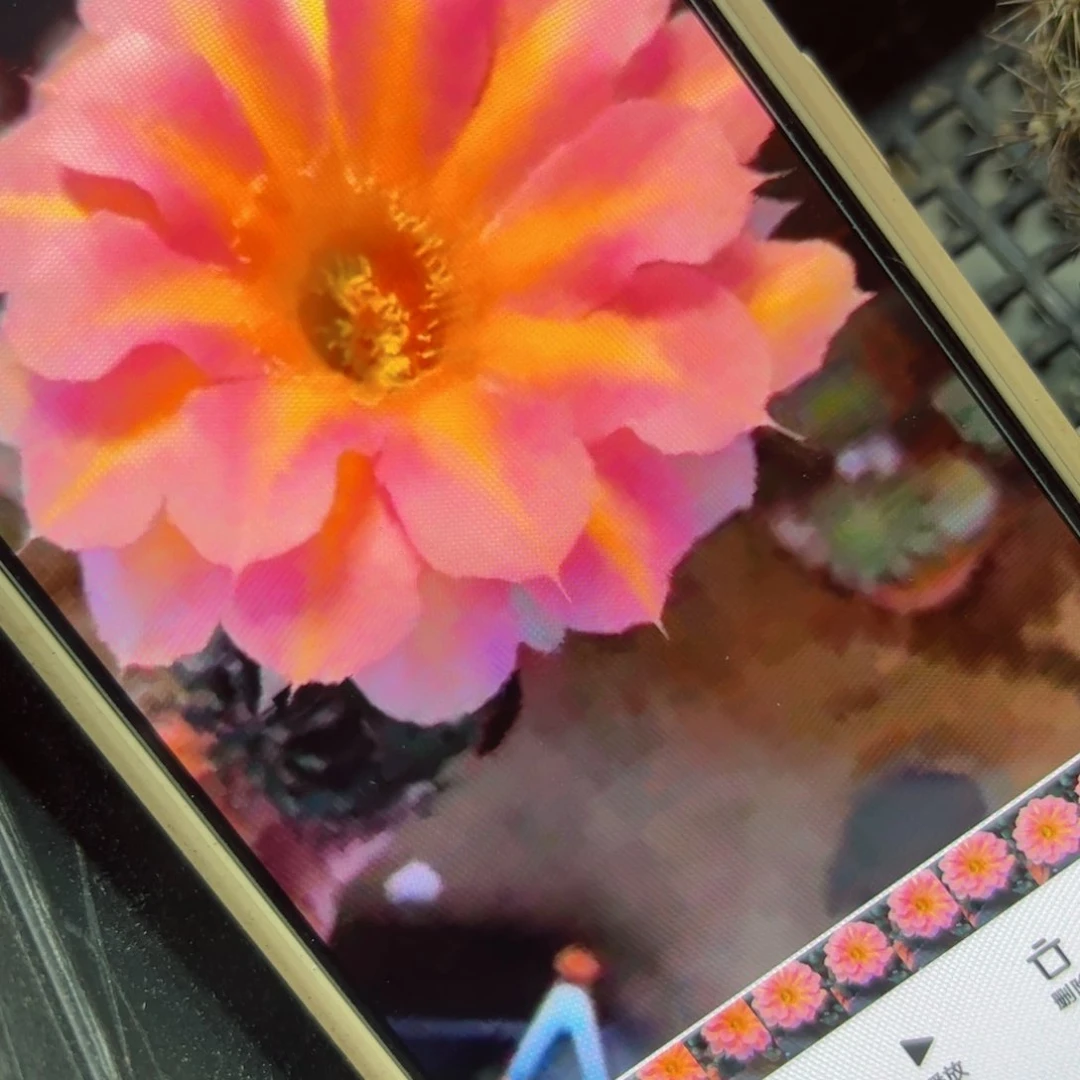 下73彩草59歪侧芽4公分左右20包邮