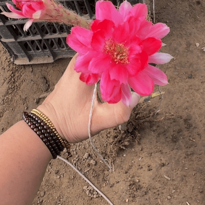 嫁接丽花脱土掰花发货325