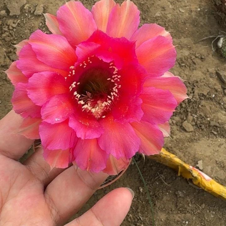 仙人球468脱盆脱土掰花发货