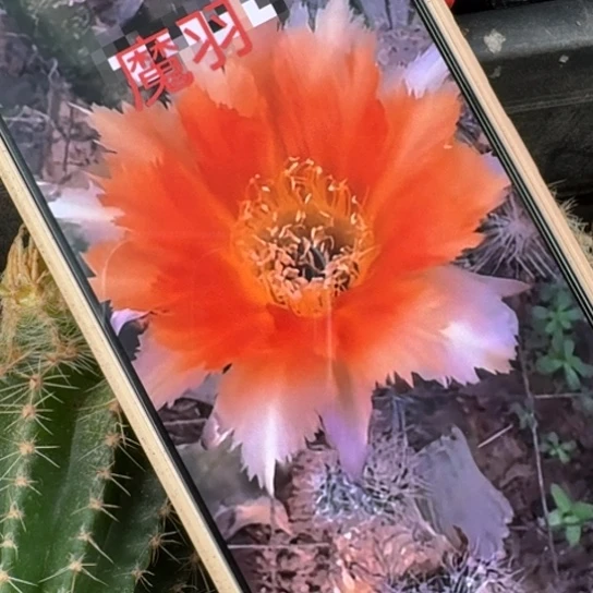 155彩草魔羽歪测芽4公分左右20包邮