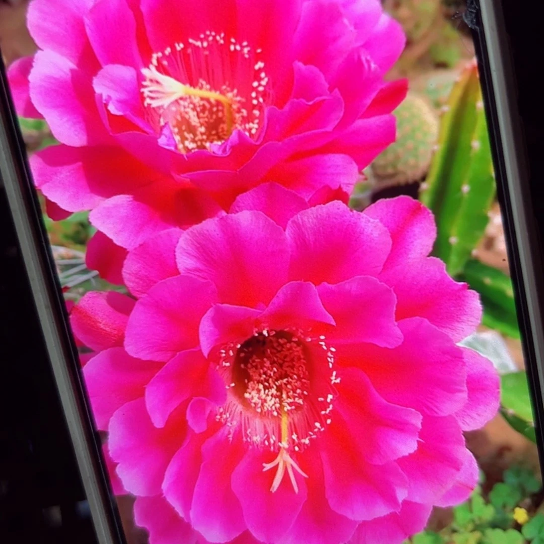 下68彩草牡丹歪侧芽4公分左右20包邮