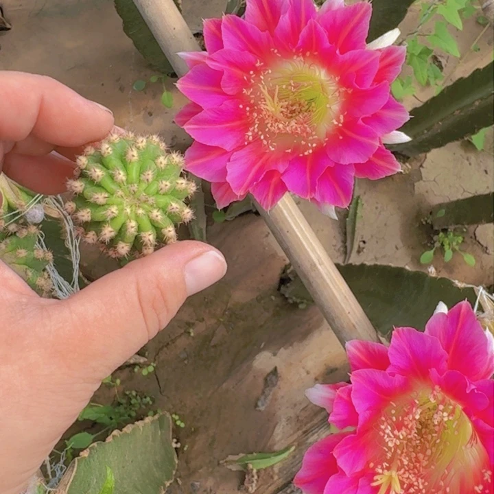 233丽花阿尔特纳歪无根侧牙2到3公分左右