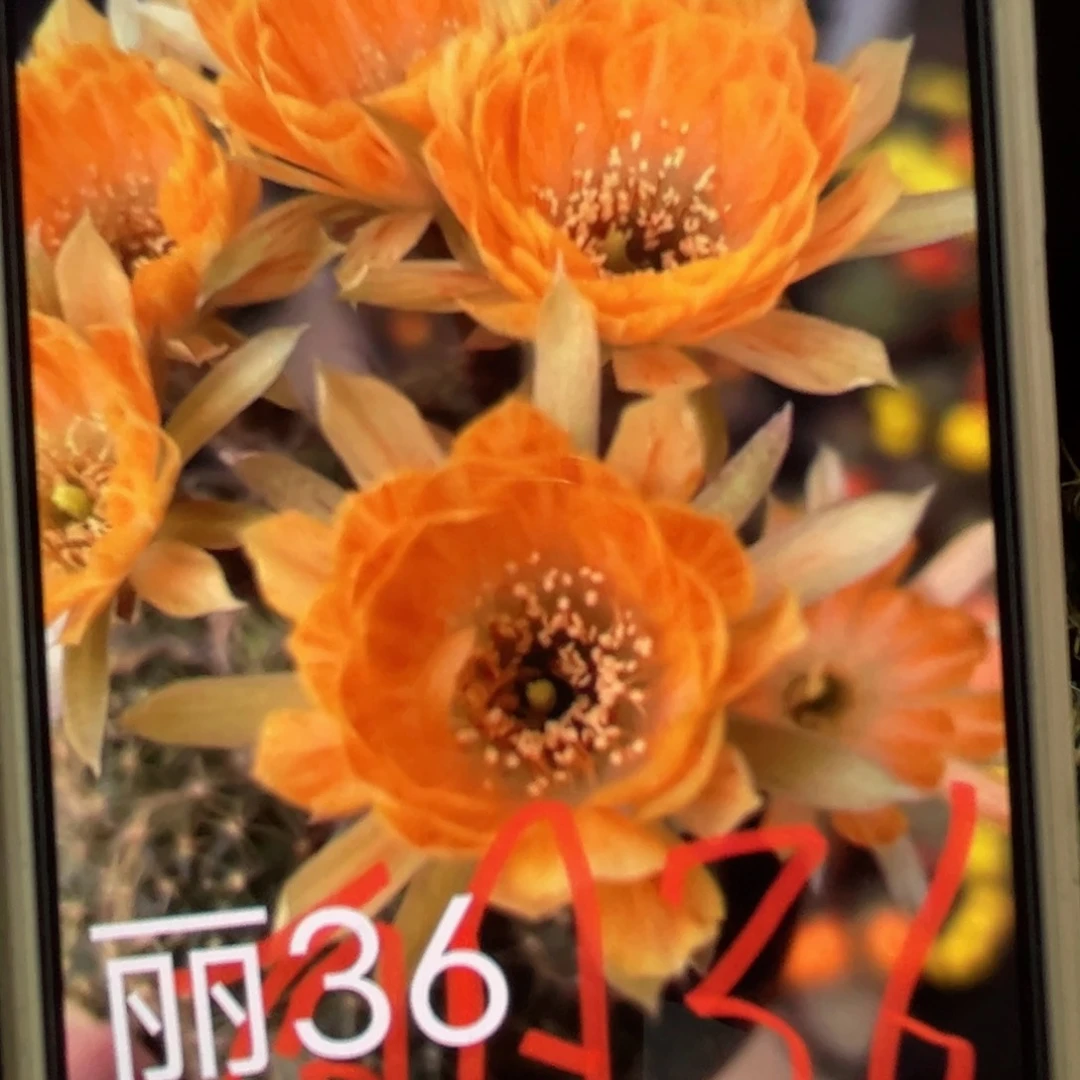 下33丽花长相思歪侧芽3公分左右20包邮