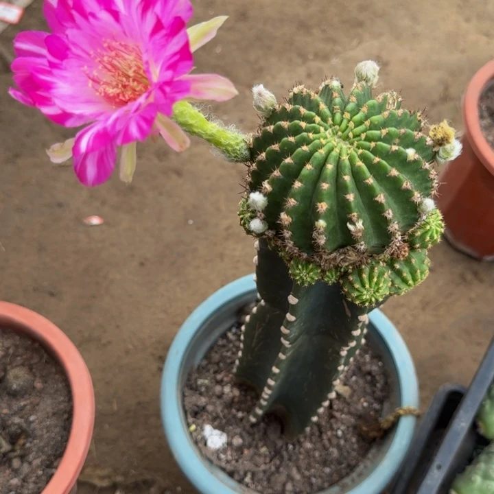 量天尺嫁接丽花脱盆脱土掰花发货319虫咬