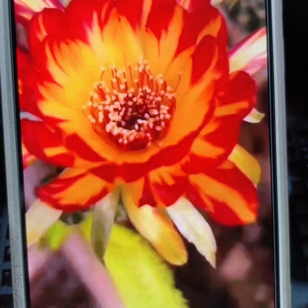 下20丽花荷花63歪侧芽3公分左右20包邮