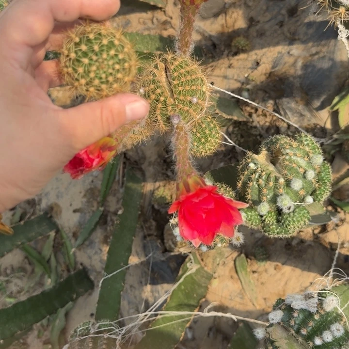 新品荷花歪无根侧牙3公分左右261