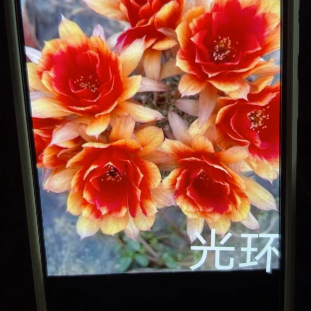 下31丽花光环歪侧芽3公分左右20包邮