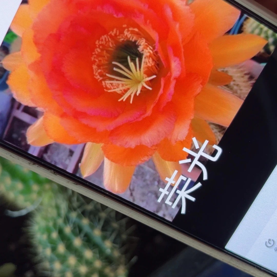 下83毛荣光歪侧芽4公分左右20包邮