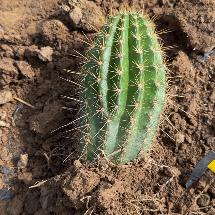 新品种毛花柱根斑，脱土发货253