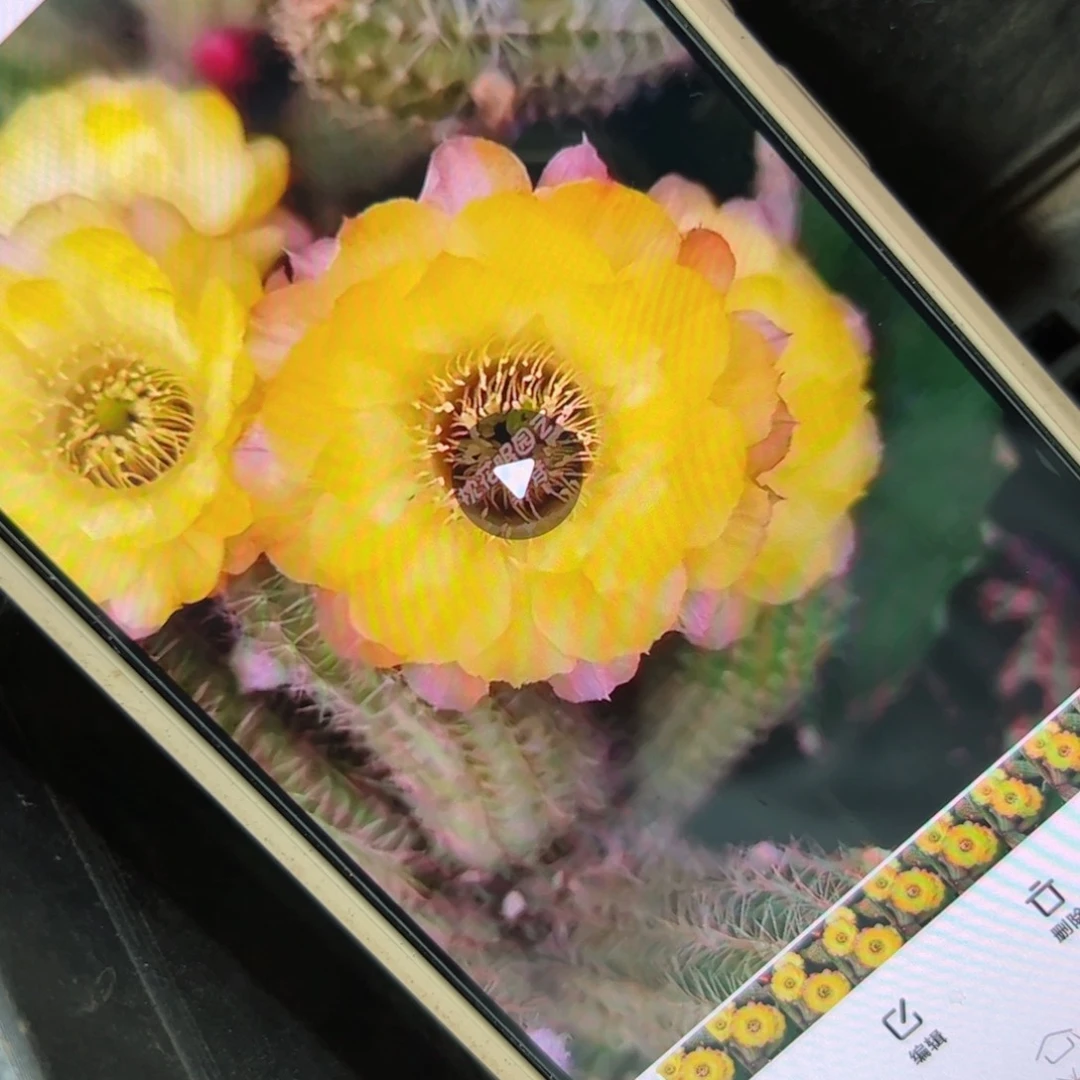 下37白檀美梦侧芽4公分左右20包邮