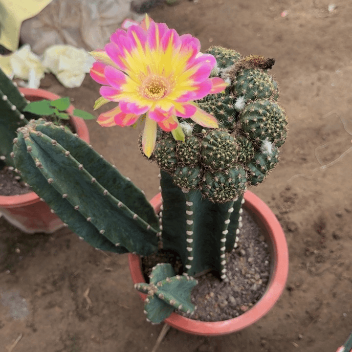 量天尺嫁接丽花脱盆脱土掰花发货320