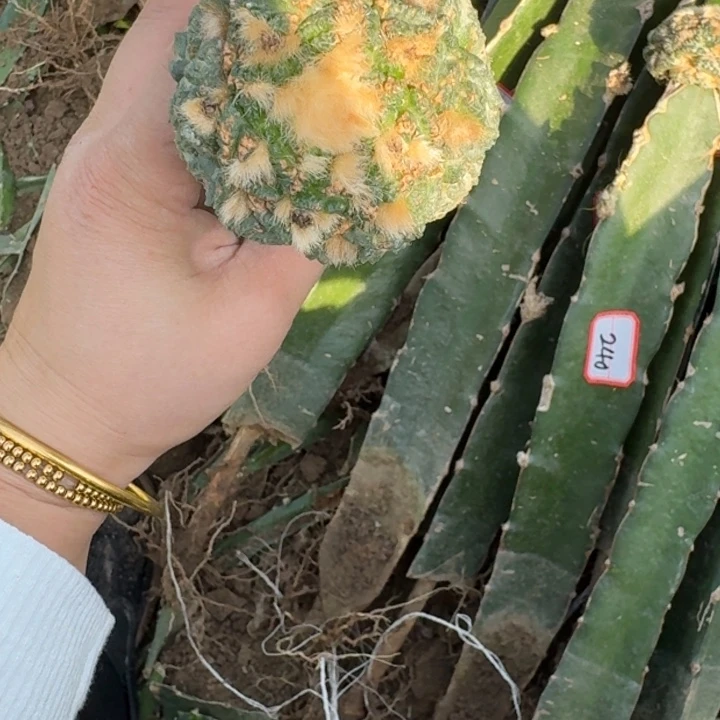 嫁接大尤植物斑修柱发货244