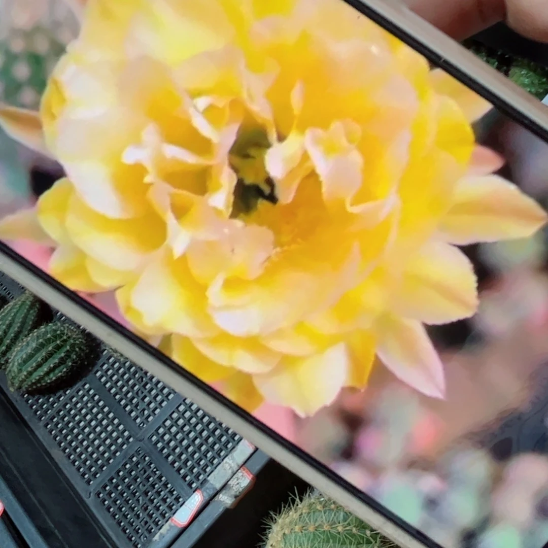 下41彩草144歪侧芽20包邮