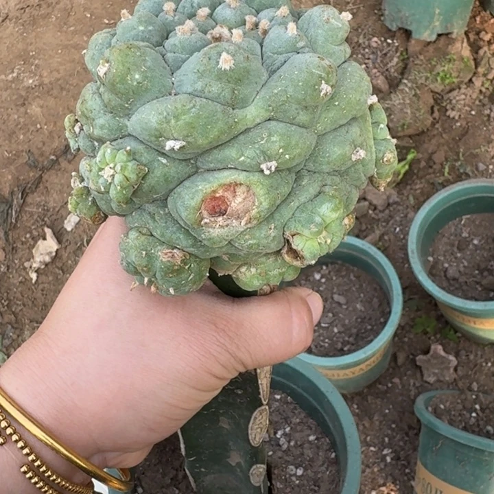 嫁接大尤植物脱土发货斑224伤