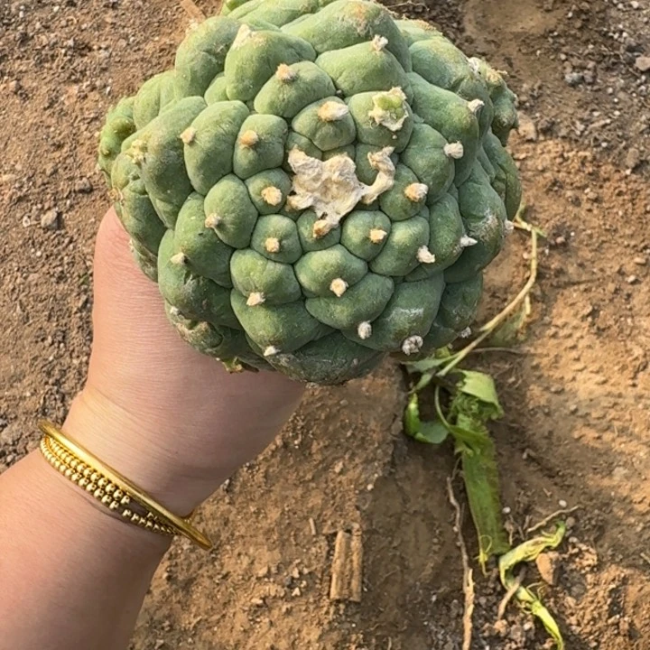 嫁接大尤植物斑脱土发货247