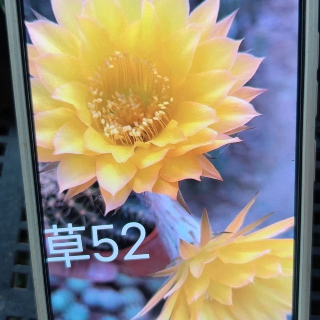 下53彩草52歪侧芽4公分左右20包邮