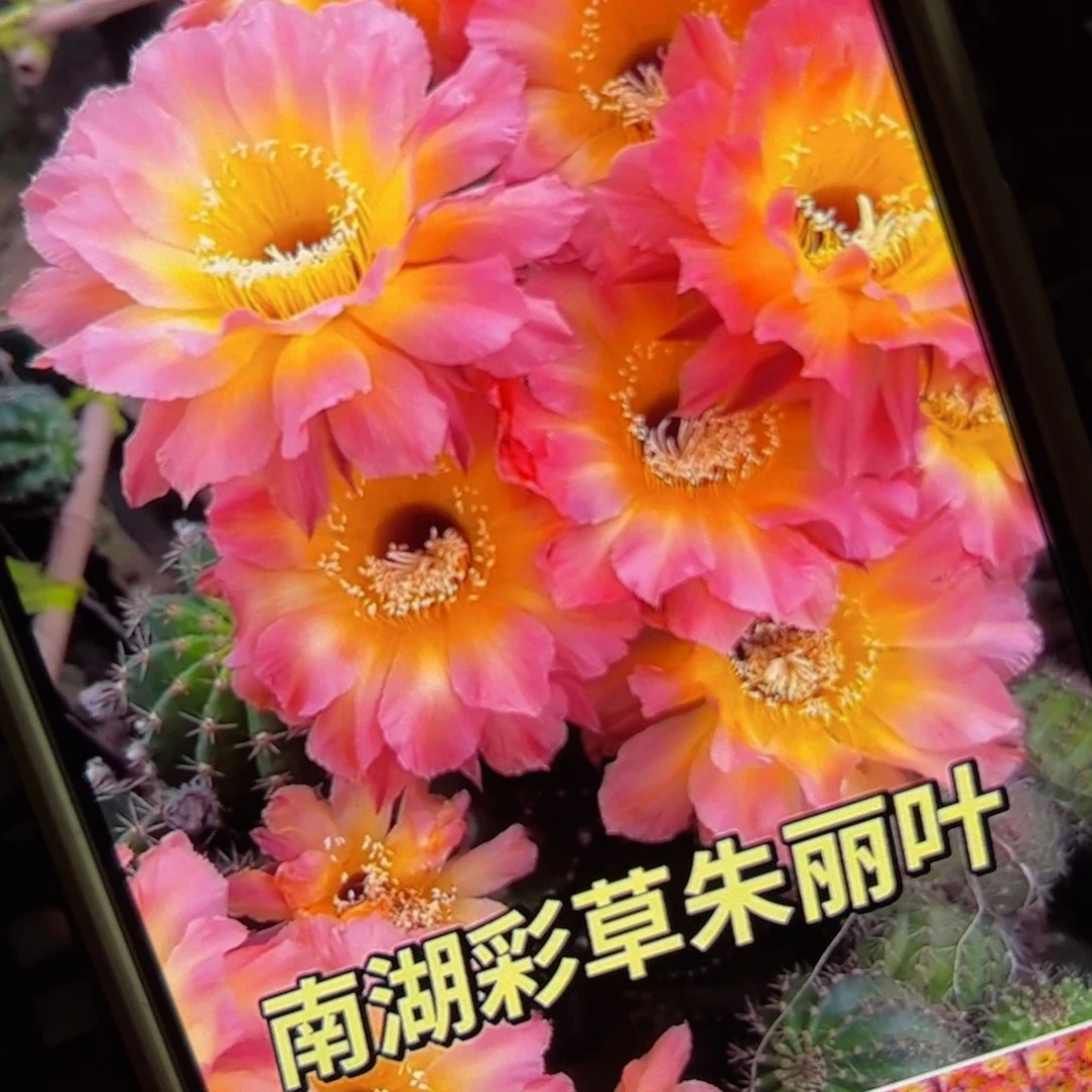 下76彩草朱丽叶歪侧芽4公分左右20包邮