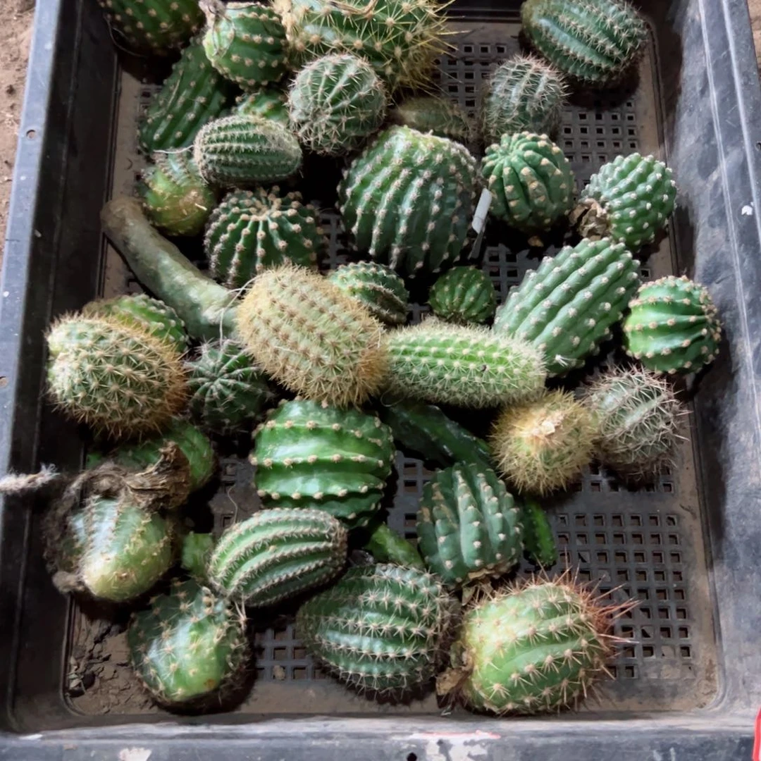 下24框拍侧芽歪班伤小不好无售后