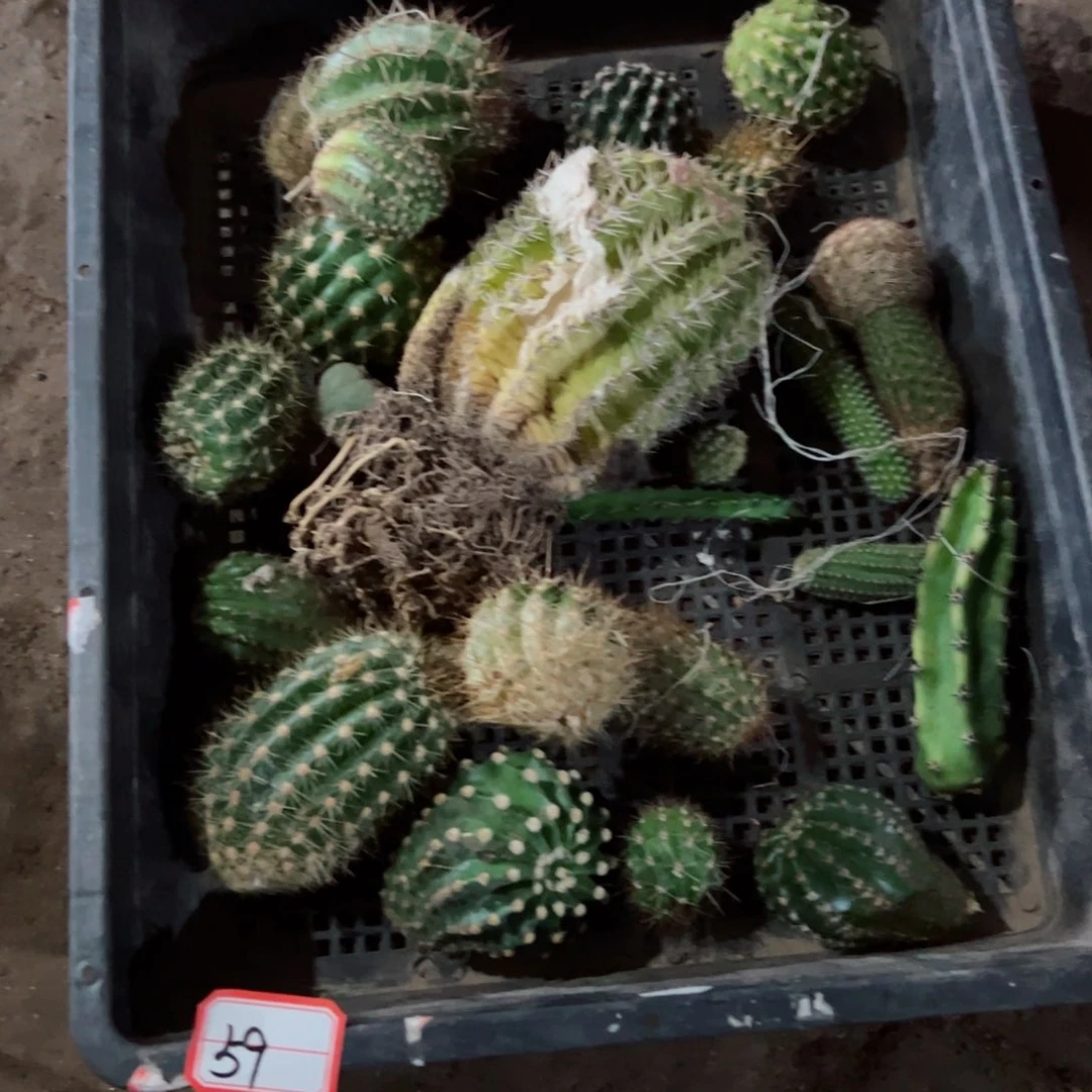 下59框拍侧芽歪班伤小不好无售后