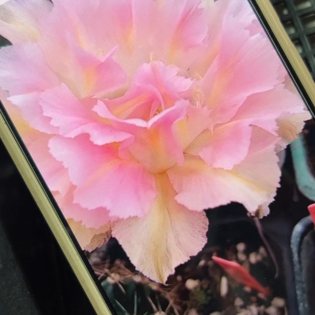 下28彩草新粉洛歪侧芽4公分左右20包邮