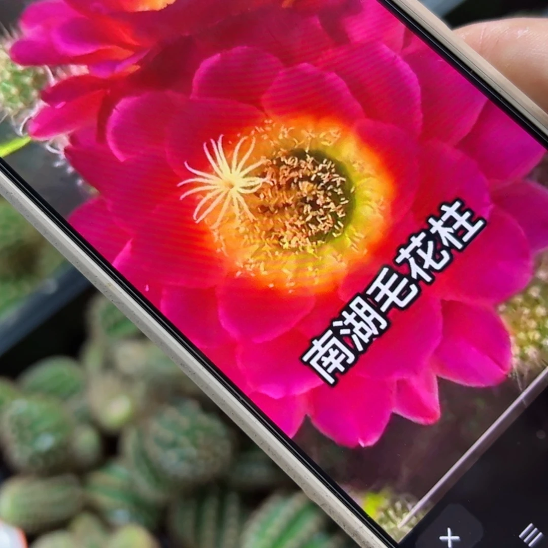 下4毛星火歪侧芽4公分左右20包邮
