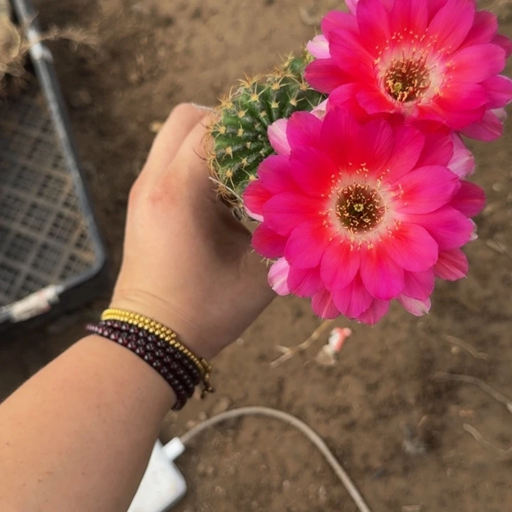 嫁接丽花脱土掰花发货347