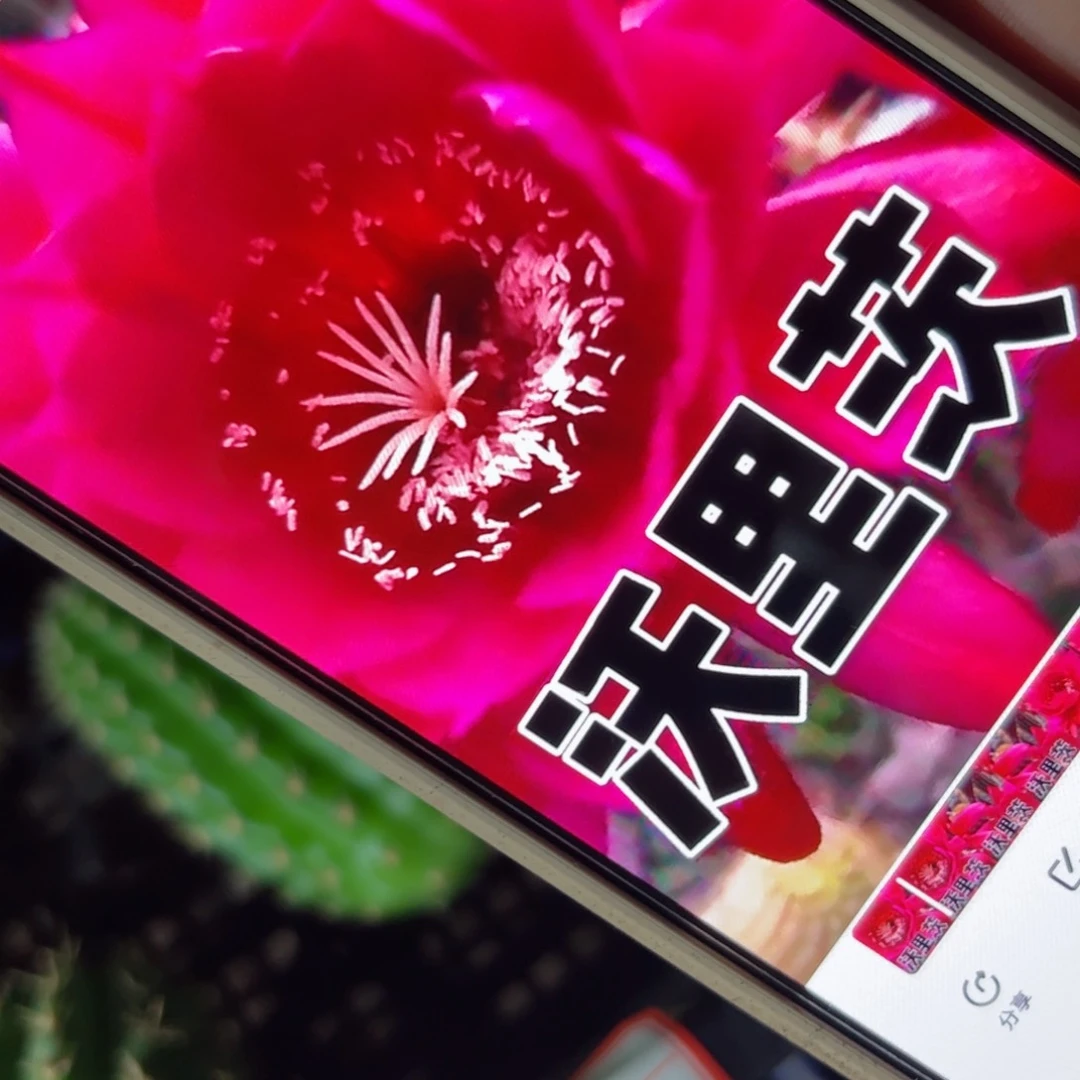 下70毛沃里刺歪侧芽4公分左右20包邮