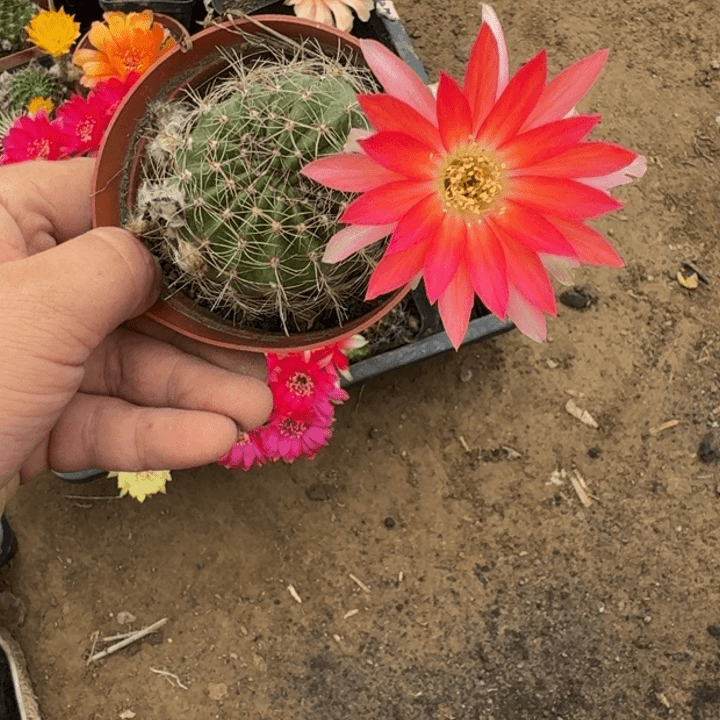 丽花掰花脱土脱盆软小根413