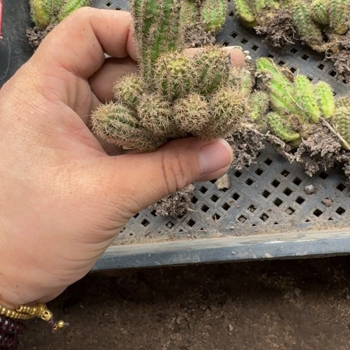 380带根白檀小群掉侧牙无售后软2个