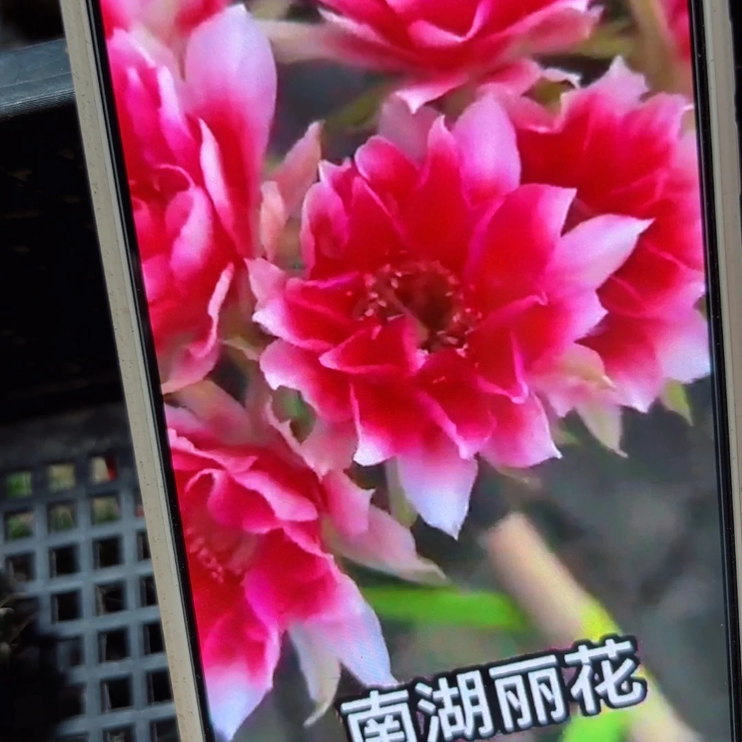 下41丽花水花歪侧芽3公分左右20包邮