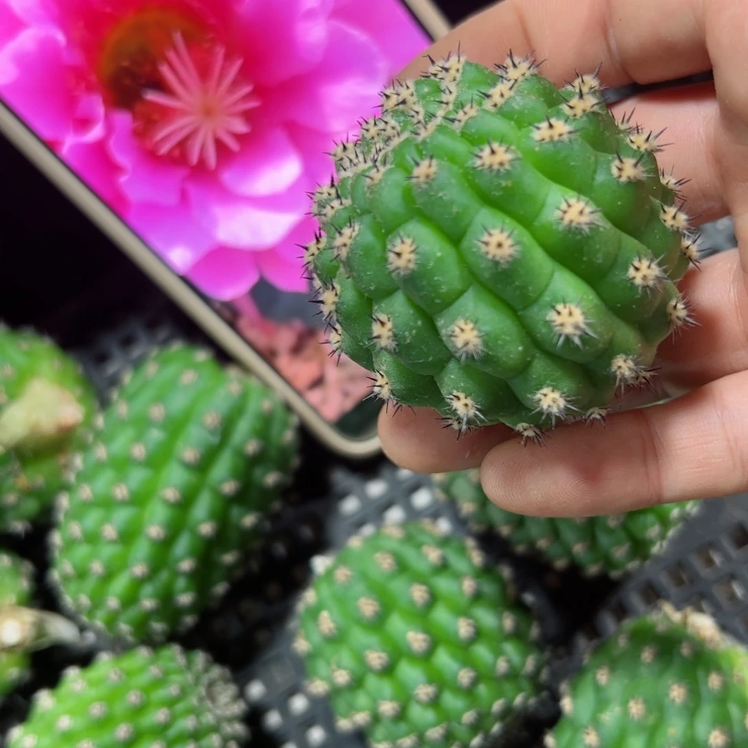 下12毛佛拉门戈侧芽4公分左右20包邮
