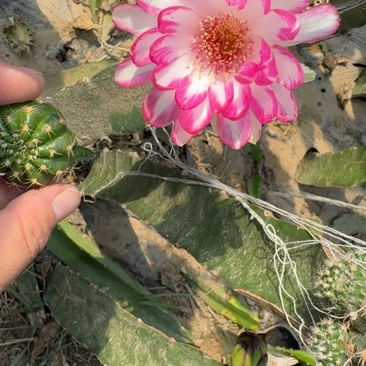 新品荷花歪无根侧牙3公分左右264