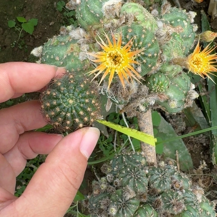 仙人球256丽花39歪小斑无根侧牙