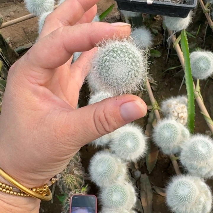 212雪缘玉瓮无根侧牙3公分左右