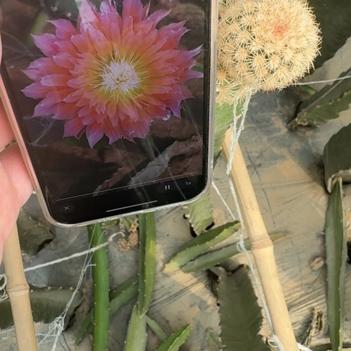 263史蒂夫歪无根侧牙4公分左右伤口大