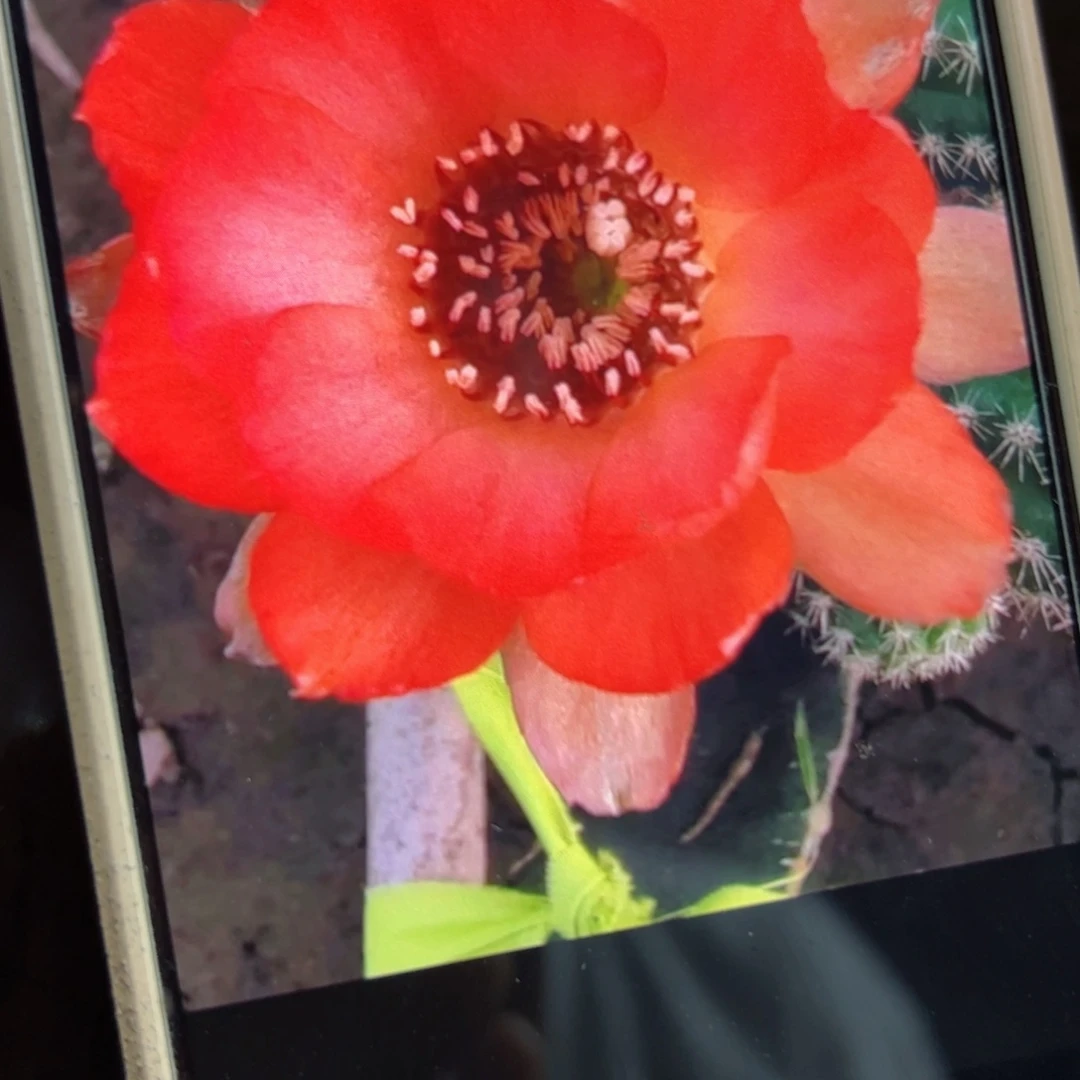 下9白檀皱瓣小侧芽5个20包邮
