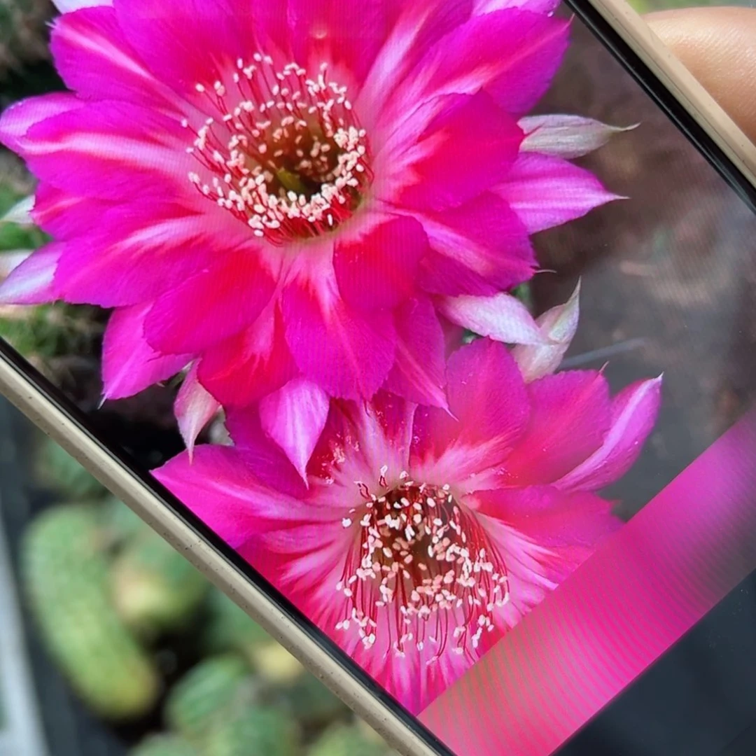 下32丽花端午歪不好侧芽3公分左右2个20包邮