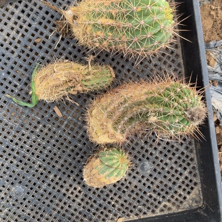 新品种毛花柱根伤脱土发货268，丑
