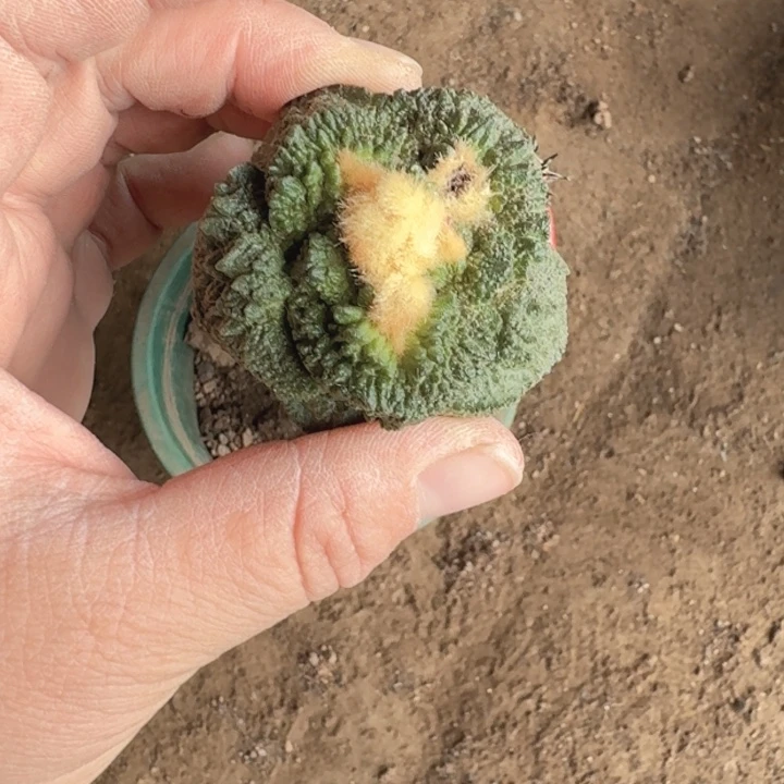 嫁接大尤植物斑脱土发货330