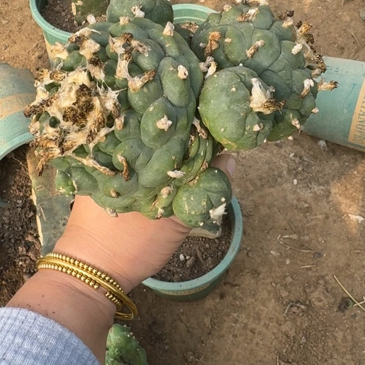 嫁接大尤植物脱土发货斑292